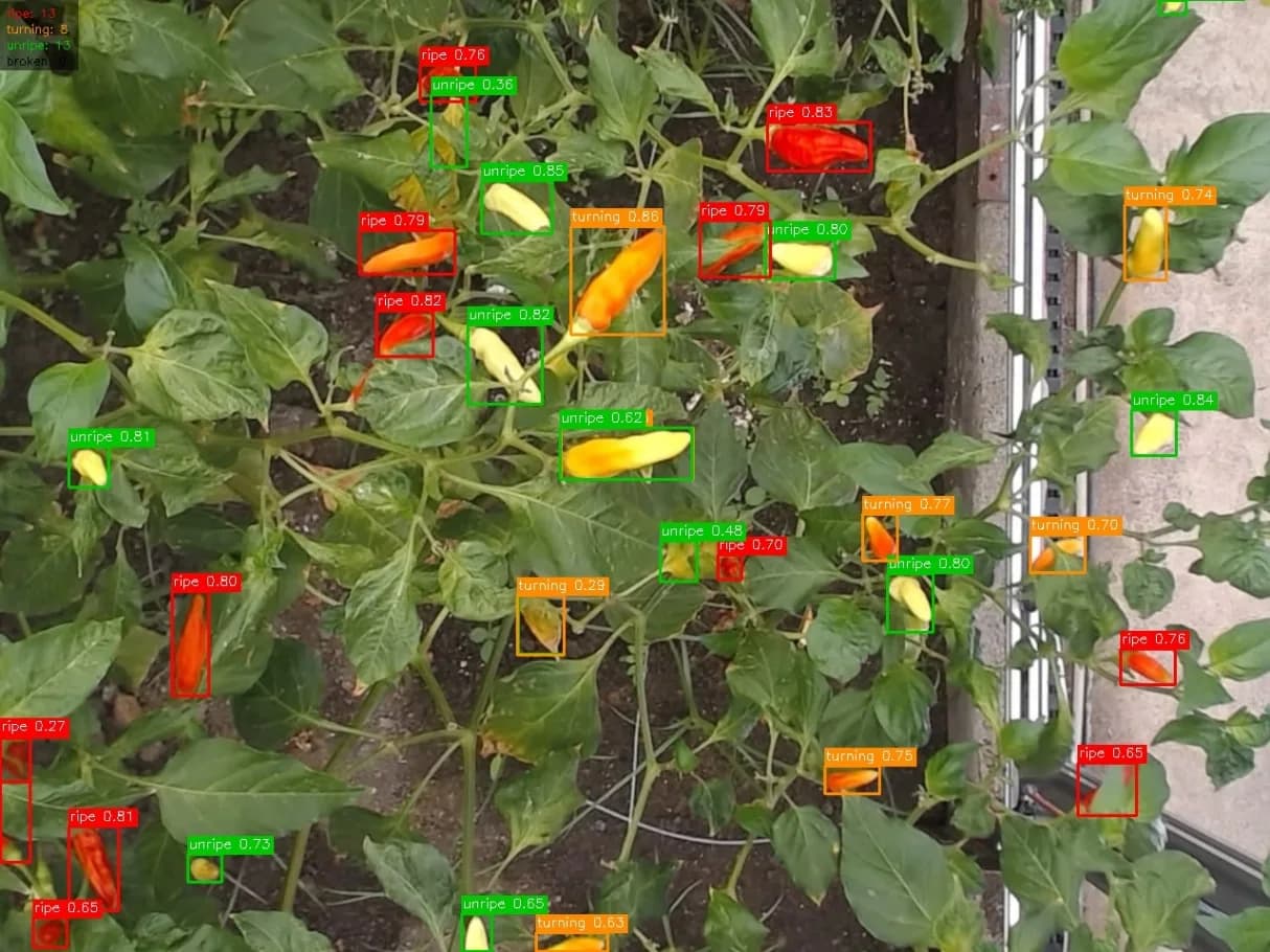 Chili Ripeness Model with YOLOv11